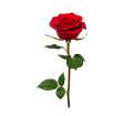 Roses Roses