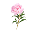 Peonies Peonies