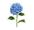 Hydrangeas Hydrangeas