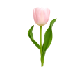 Tulip Tulip