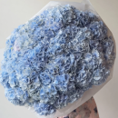 Blue Hydrangeas