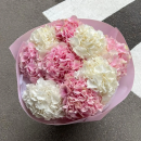  Pink and White Hydrangeas
