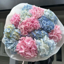  Mixed Hydrangeas