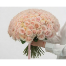 Avalanche Pink Rose 60-70 cm